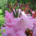 Rhododendron 'Rosemary Chipp'